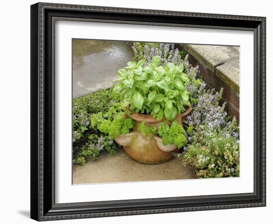 Herb Garden with Terracotta Pot with Sweet Basil, Curled Parsley and Creeping Thyme, Norfolk, UK-Gary Smith-Framed Photographic Print