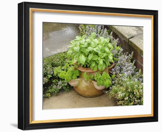 Herb Garden with Terracotta Pot with Sweet Basil, Curled Parsley and Creeping Thyme, Norfolk, UK-Gary Smith-Framed Photographic Print