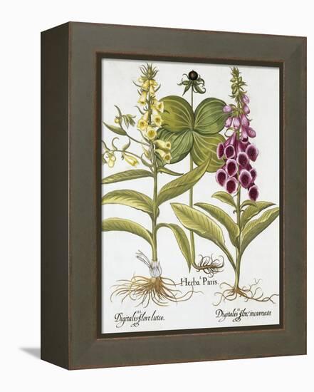 Herb Paris, Common Foxglove and Large Yellow Foxglove-Basilius Besler-Framed Premier Image Canvas