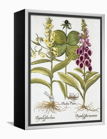 Herb Paris, Common Foxglove and Large Yellow Foxglove-Basilius Besler-Framed Premier Image Canvas