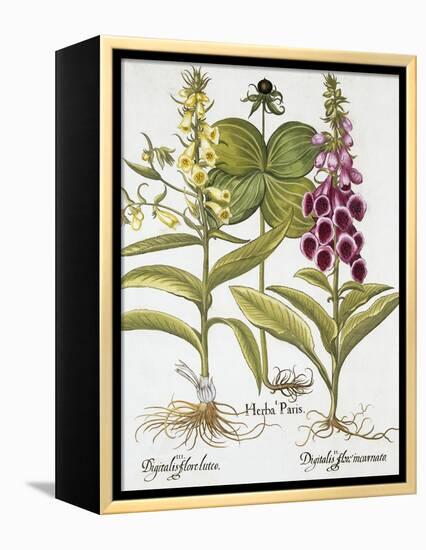 Herb Paris, Common Foxglove and Large Yellow Foxglove-Basilius Besler-Framed Premier Image Canvas