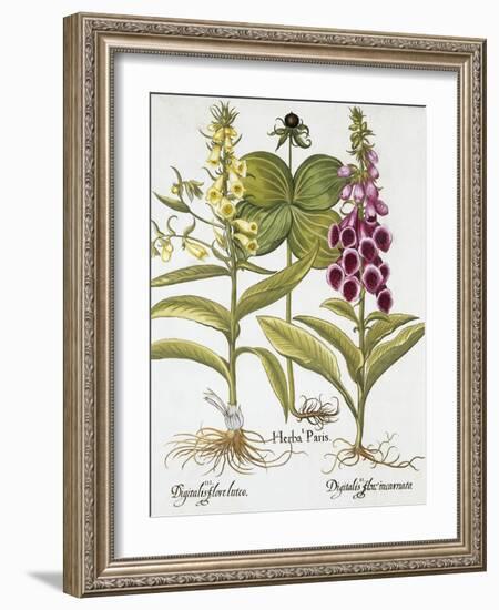 Herb Paris, Common Foxglove and Large Yellow Foxglove-Basilius Besler-Framed Giclee Print