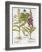 Herb Paris, Common Foxglove and Large Yellow Foxglove-Basilius Besler-Framed Giclee Print