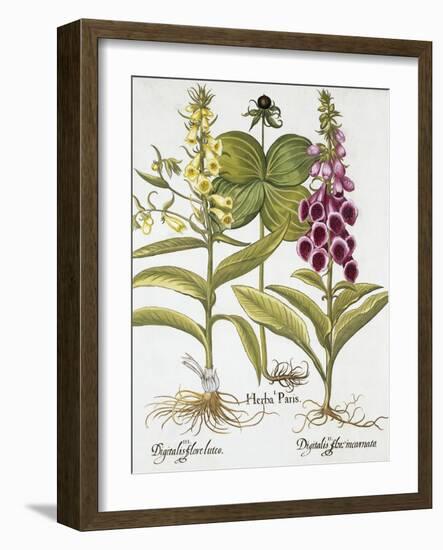 Herb Paris, Common Foxglove and Large Yellow Foxglove-Basilius Besler-Framed Giclee Print