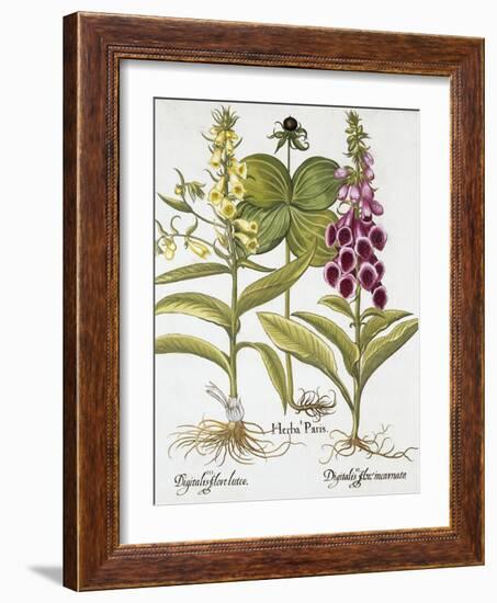 Herb Paris, Common Foxglove and Large Yellow Foxglove-Basilius Besler-Framed Giclee Print