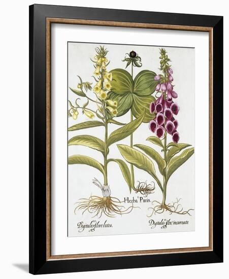 Herb Paris, Common Foxglove and Large Yellow Foxglove-Basilius Besler-Framed Giclee Print