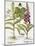 Herb Paris, Common Foxglove and Large Yellow Foxglove-Basilius Besler-Mounted Giclee Print