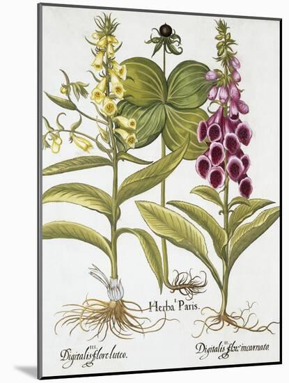 Herb Paris, Common Foxglove and Large Yellow Foxglove-Basilius Besler-Mounted Giclee Print