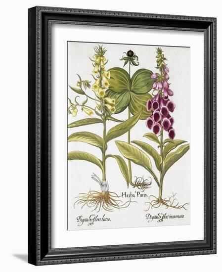 Herb Paris, Common Foxglove and Large Yellow Foxglove-Basilius Besler-Framed Giclee Print