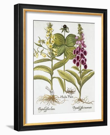 Herb Paris, Common Foxglove and Large Yellow Foxglove-Basilius Besler-Framed Giclee Print