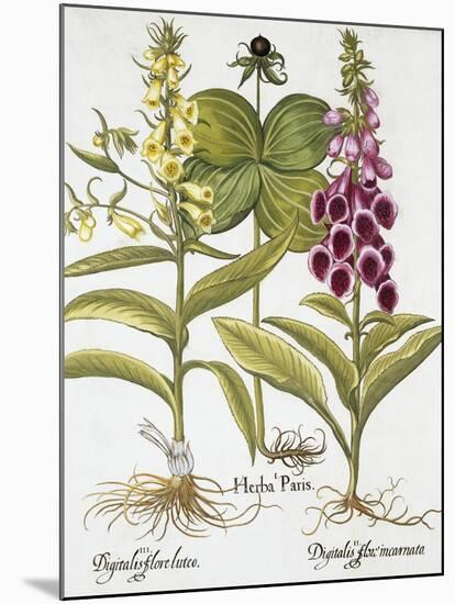 Herb Paris, Common Foxglove and Large Yellow Foxglove-Basilius Besler-Mounted Giclee Print