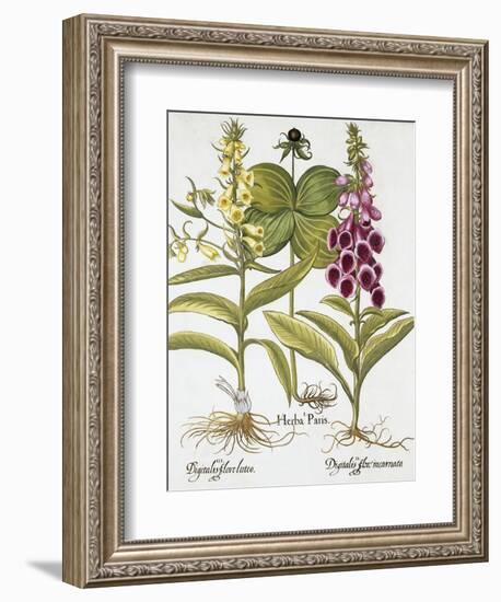 Herb Paris, Common Foxglove and Large Yellow Foxglove-Basilius Besler-Framed Giclee Print