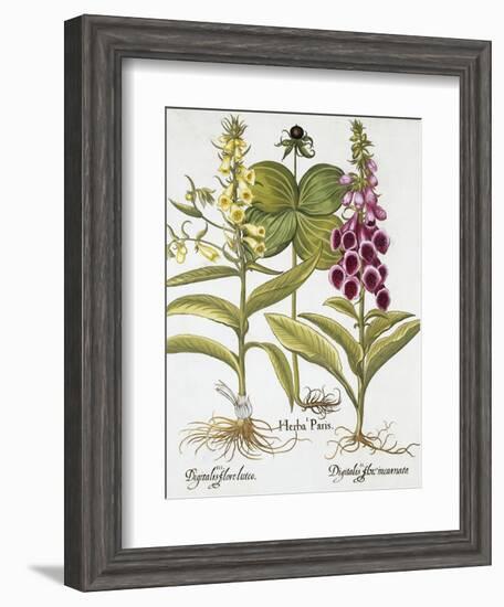 Herb Paris, Common Foxglove and Large Yellow Foxglove-Basilius Besler-Framed Giclee Print