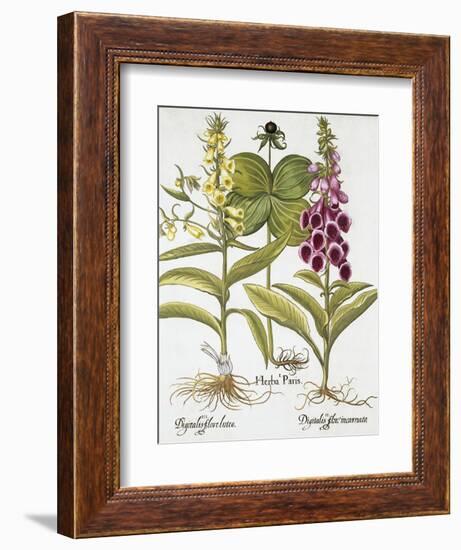 Herb Paris, Common Foxglove and Large Yellow Foxglove-Basilius Besler-Framed Giclee Print