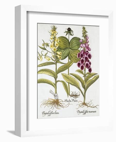 Herb Paris, Common Foxglove and Large Yellow Foxglove-Basilius Besler-Framed Giclee Print