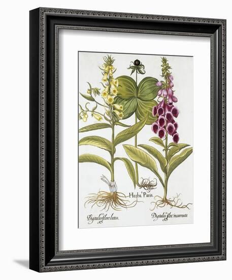 Herb Paris, Common Foxglove and Large Yellow Foxglove-Basilius Besler-Framed Giclee Print