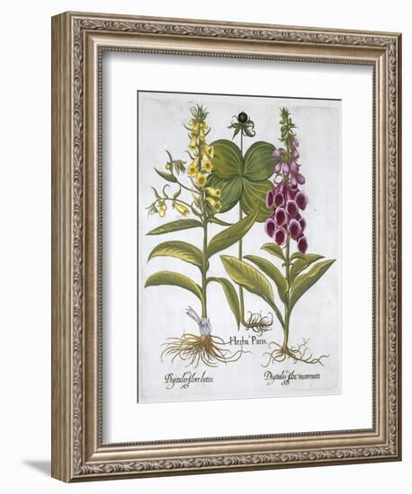 Herb Paris (Solanum quadrifolium), Common Foxglove (Digitalis Purpurea) Large Yellow Foxglove-Unknown-Framed Giclee Print