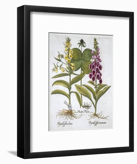 Herb Paris (Solanum quadrifolium), Common Foxglove (Digitalis Purpurea) Large Yellow Foxglove-Unknown-Framed Giclee Print