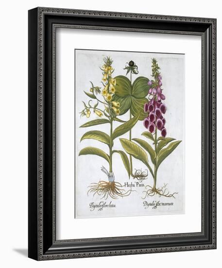 Herb Paris (Solanum quadrifolium), Common Foxglove (Digitalis Purpurea) Large Yellow Foxglove-Unknown-Framed Giclee Print