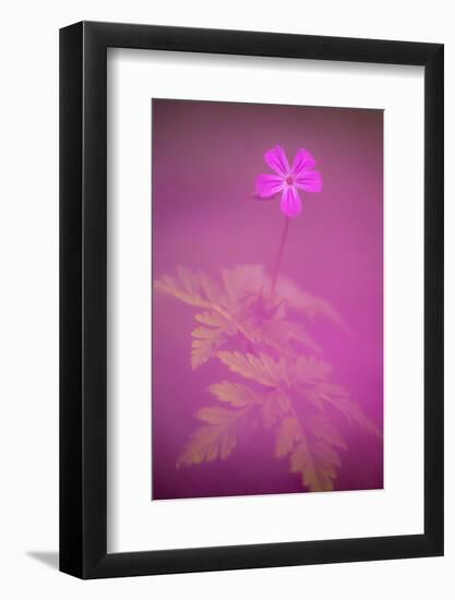 Herb robert flower, Cornwall, UK-Ross Hoddinott-Framed Photographic Print