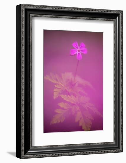 Herb robert flower, Cornwall, UK-Ross Hoddinott-Framed Photographic Print