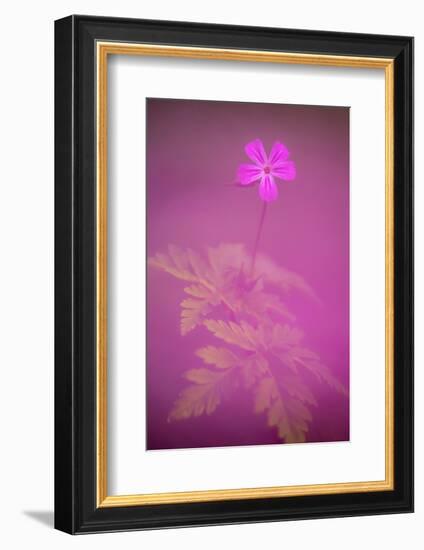 Herb robert flower, Cornwall, UK-Ross Hoddinott-Framed Photographic Print