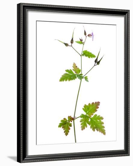 Herb Robert Scotland, UK-Niall Benvie-Framed Photographic Print