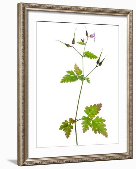 Herb Robert Scotland, UK-Niall Benvie-Framed Photographic Print