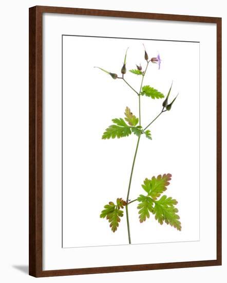 Herb Robert Scotland, UK-Niall Benvie-Framed Photographic Print