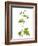 Herb Robert Scotland, UK-Niall Benvie-Framed Photographic Print