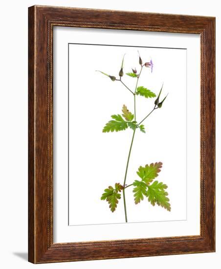 Herb Robert Scotland, UK-Niall Benvie-Framed Photographic Print