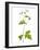 Herb Robert Scotland, UK-Niall Benvie-Framed Photographic Print