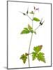 Herb Robert Scotland, UK-Niall Benvie-Mounted Photographic Print