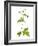 Herb Robert Scotland, UK-Niall Benvie-Framed Photographic Print