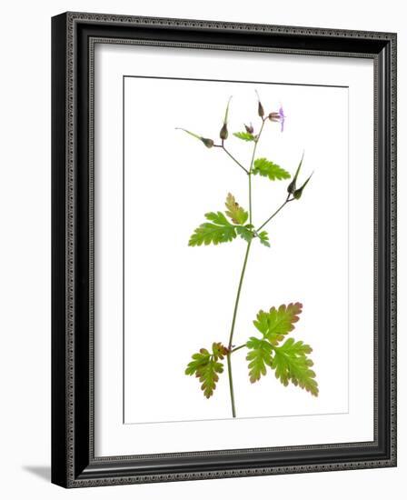 Herb Robert Scotland, UK-Niall Benvie-Framed Photographic Print