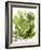 Herb Sauce with Fresh Herbs (Frankfurt Sauce)-Walter Cimbal-Framed Photographic Print