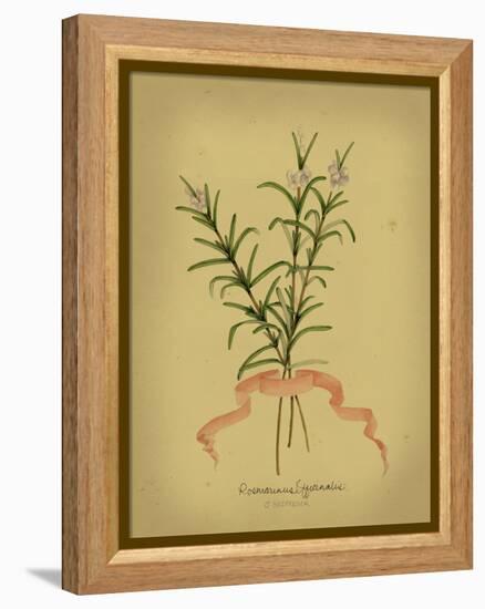 Herb Series III-null-Framed Stretched Canvas