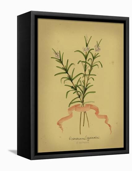 Herb Series III-null-Framed Stretched Canvas