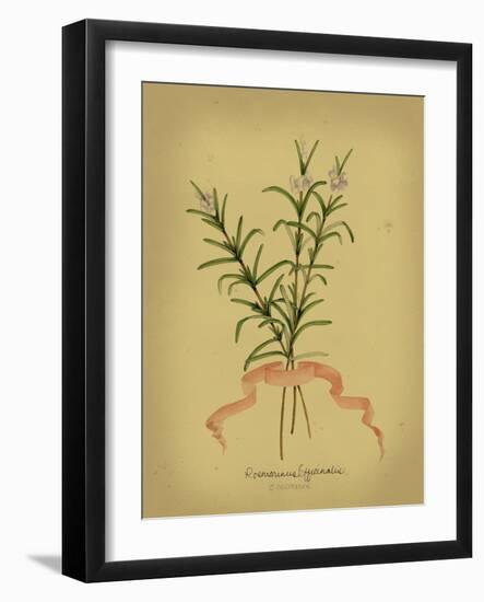 Herb Series III-null-Framed Art Print