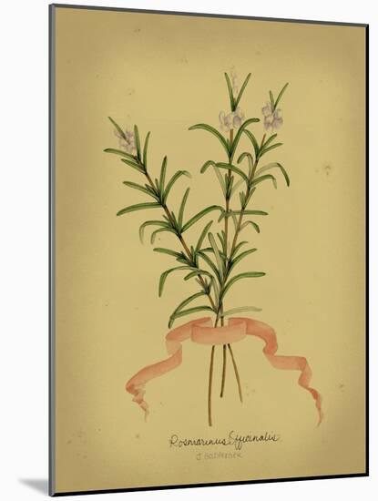 Herb Series III-null-Mounted Art Print