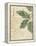 Herb Study I-Grace Popp-Framed Stretched Canvas