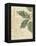 Herb Study I-Grace Popp-Framed Stretched Canvas