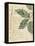 Herb Study I-Grace Popp-Framed Stretched Canvas