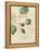 Herb Study III-Grace Popp-Framed Stretched Canvas