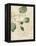 Herb Study III-Grace Popp-Framed Stretched Canvas