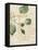 Herb Study III-Grace Popp-Framed Stretched Canvas