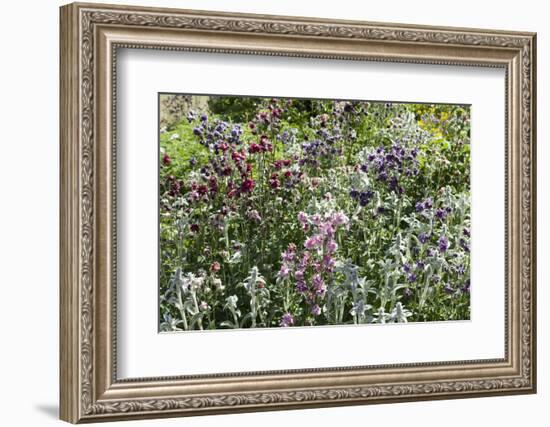 Herbaceous border-Pedro Silmon-Framed Photo