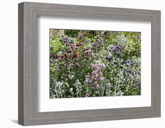 Herbaceous border-Pedro Silmon-Framed Photo