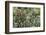 Herbaceous border-Pedro Silmon-Framed Photo