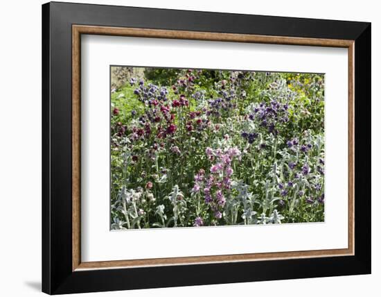 Herbaceous border-Pedro Silmon-Framed Photo